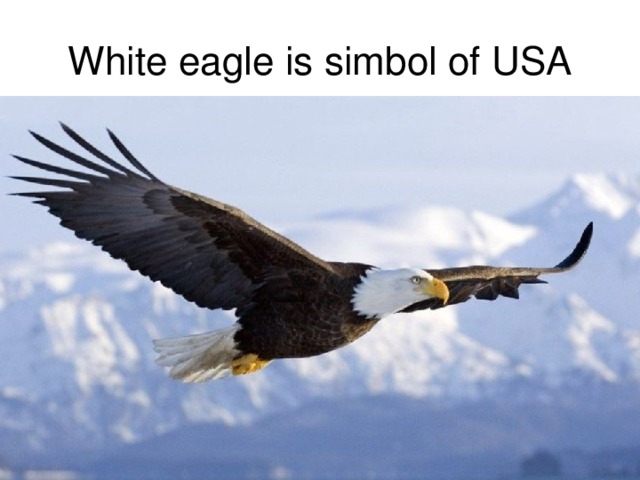 White e agle is simbol of USA 
