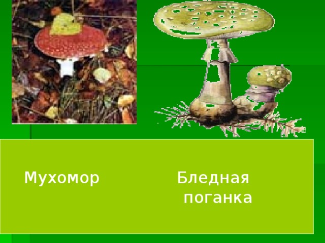  Мухомор Бледная  поганка Мухомор Бледная поганка 