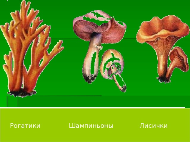 Рогатики Шампиньоны Лисички  Рогатики Шампиньоны Лисички 