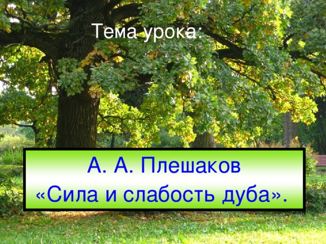 Сила и слабость дуба. Слабость дуба. Спасибо за внимание для презентации дуб. Конец презентации дуб.