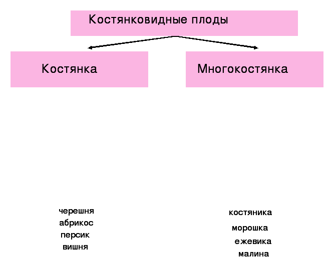 Костянковидные плоды таблица. Классификация ореховидных плодов. Функции плодов. Костянковидные плоды. Ореховидные,костянковидные.