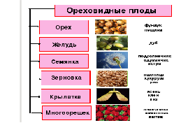 Схема плоды сочные и сухие