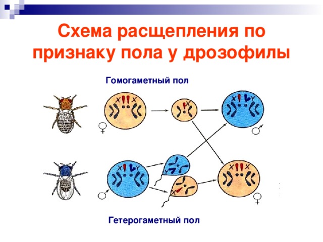 Схема расщепления по признаку пола у дрозофилы Гомогаметный пол  Гетерогаметный пол  