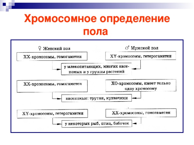 Хромосомное определение пола  