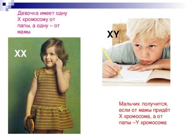 Девочка имеет одну Х хромосому от папы, а одну – от мамы XY ХХ Мальчик получится, если от мамы придёт Х хромосома, а от папы – Y хромосома  