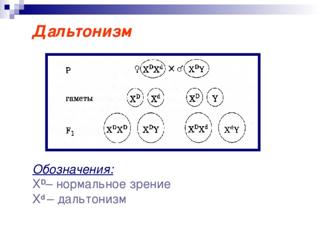 Дальтонизм Обозначения:  Х D – нормальное зрение X d  – дальтонизм 