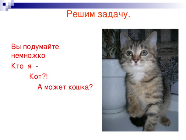 Решим задачу. Вы подумайте немножко Кто я -  Кот?!  А может кошка? ВВы подумайте немножко Кто я-  Кот?!  А может кошка?  