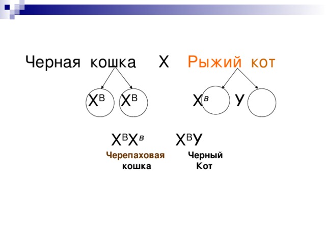 Р Х В Х В Х в У Черная  кошка Х Рыжий  кот Гаметы  Х В Х В Х в  У F 1  Х В Х в  Х В У Черепаховая Черный Кот кошка 
