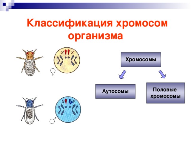 Классификация хромосом организма   Хромосомы  Половые хромосомы  Аутосомы 