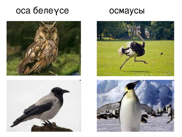 оса белеүсе осмаусы