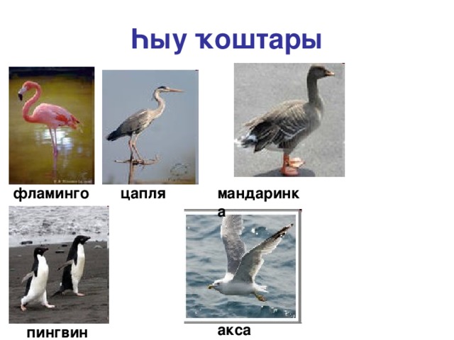 Һыу ҡоштары фламинго цапля мандаринка аксарлак пингвин