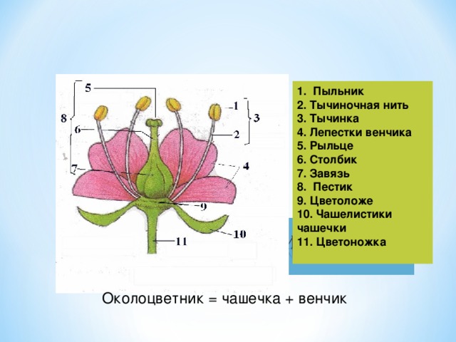 Пыльник где находится биология