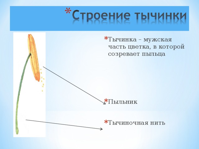 Тычинка это мужской. Строение тычинки. Длинные тычиночные нити. Строение тычинки и пыльцы.