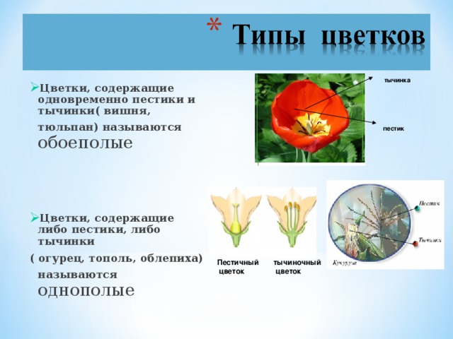 Схема строения цветка 6 класс биология рисунок