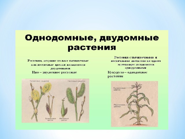 Название пестичные растения. Цветки однополые растение двудомное. Тополь пестичные и тычиночные цветки. Тычиночные цветки примеры.