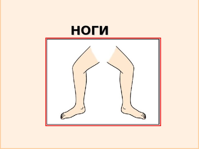 НОГИ 