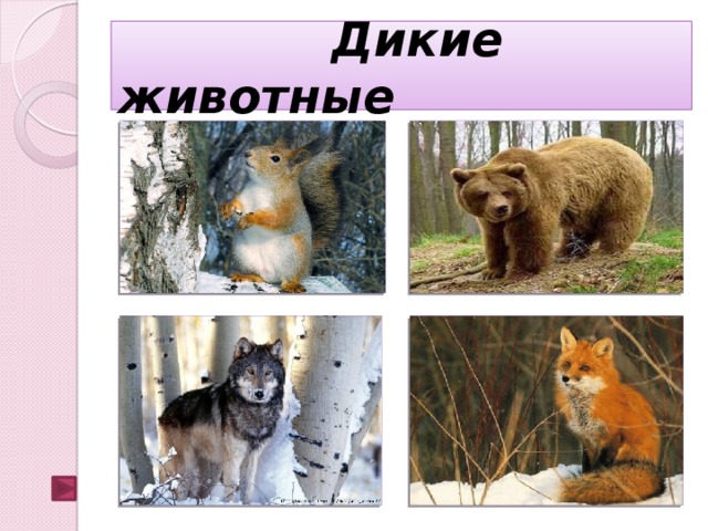  Дикие животные  