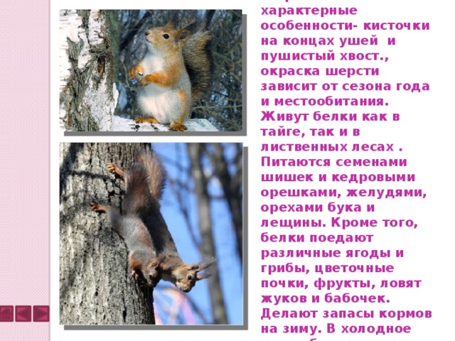 Белки — лесные зверьки Их характерные особенности- кисточки на концах ушей и пушистый хвост., окраска шерсти зависит от сезона года и местообитания. Живут белки как в тайге, так и в лиственных лесах . Питаются семенами шишек и кедровыми орешками, желудями, орехами бука и лещины. Кроме того, белки поедают различные ягоды и грибы, цветочные почки, фрукты, ловят жуков и бабочек. Делают запасы кормов на зиму. В холодное время белки прячутся в дупла 