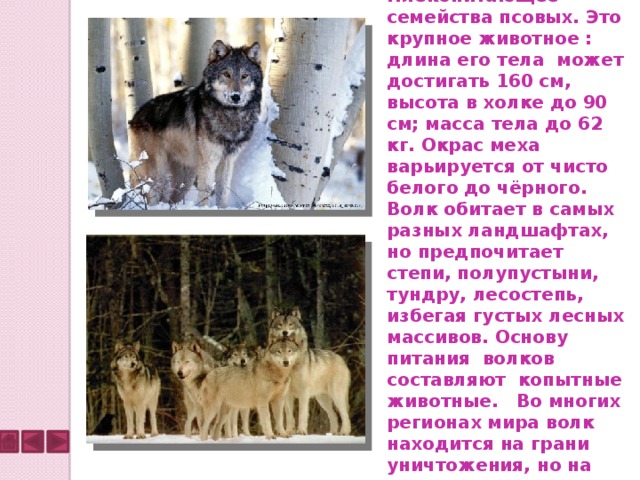 Волк —  хищное млекопитающее семейства псовых. Это крупное животное : длина его тела может достигать 160 см, высота в холке до 90 см; масса тела до 62 кг. Окрас меха варьируется от чисто белого до чёрного. Волк обитает в самых разных ландшафтах, но предпочитает степи, полупустыни, тундру, лесостепь, избегая густых лесных массивов. Основу питания волков составляют копытные животные. Во многих регионах мира волк находится на грани уничтожения, но на севере его популяция стабильна. 