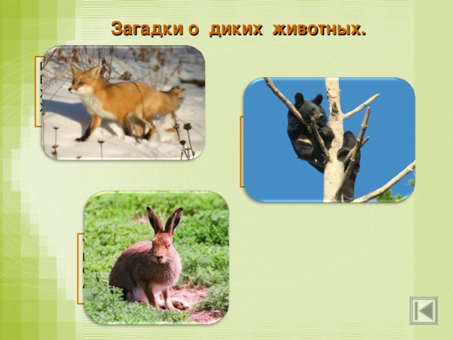 Загадки о диких животных. Посмотрите-ка, какая – Вся горит, как золотая. Ходит в шубке дорогой, Хвост пушистый и большой. Летом бродит без дороги Между сосен и берёз, А зимой он спит в берлоге, От мороза пряча нос. У косого нет берлоги, Не нужно ему нора. От врагов спасают ноги, А от голода кора. 