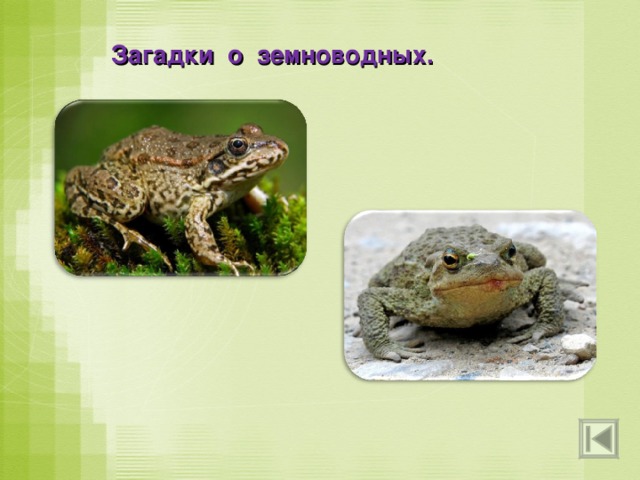 Загадки о земноводных. На лугу по кочкам  Прыгают листочки!  Выпуклые глазки  И кривые лапки.  Только где же ушки?!  Что это? Подрастала -  Хвост растила,  Платье тёмное носила.  Подросла -  Зеленой стала,  Хвост на вёсла поменяла. 