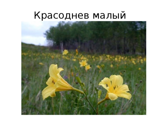 Красоднев малый фото