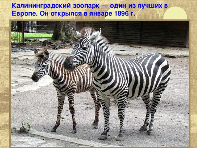 Калининградский зоопарк — один из лучших в Европе. Он открылся в январе 1896 г. 