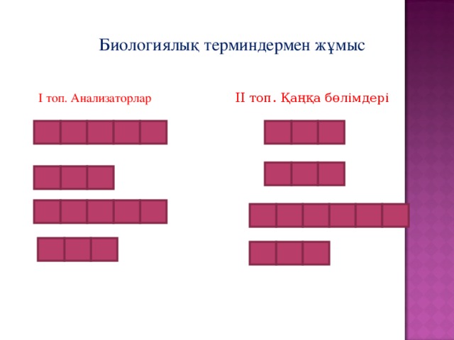 Биологиялық терминдермен жұмыс ІІ топ. Қаңқа бөлімдері І топ. Анализаторлар 