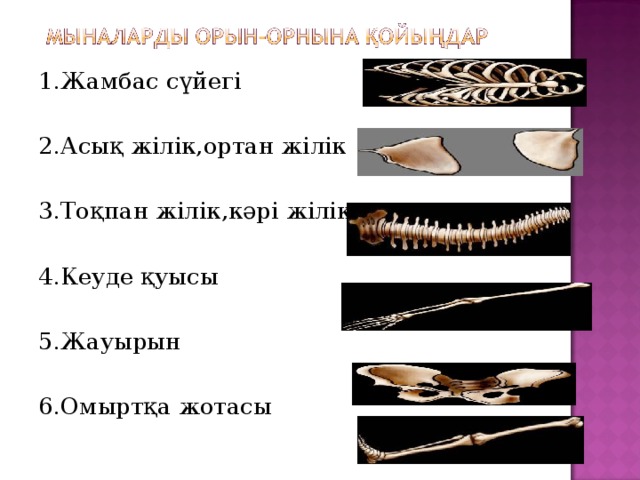 1.Жамбас сүйегі 2.Асық жілік,ортан жілік 3.Тоқпан жілік,кәрі жілік 4.Кеуде қуысы 5.Жауырын 6.Омыртқа жотасы 