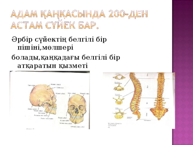 Әрбір сүйектің белгілі бір пішіні,мөлшері болады,қаңқадағы белгілі бір атқаратын қызметі болады. 