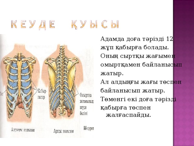 Адамда доға тәрізді 12 жұп қабырға болады. Оның сыртқы жағымен омыртқамен байланысып жатыр. Ал алдыңғы жағы төспен байланысып жатыр. Төменгі екі доға тәрізді қабырға төспен жалғаспайды. 