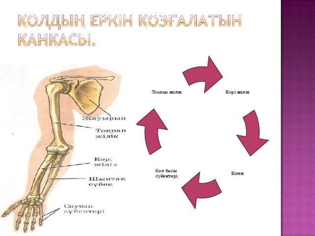 Кәрі жілік Тоқпан жілік Білек Қол басы сүйектері 