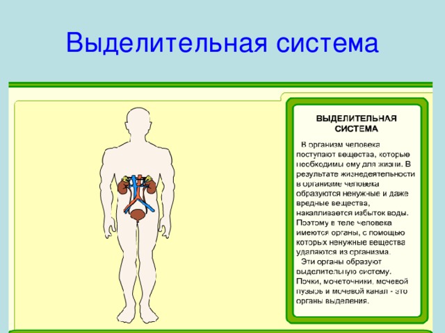 Тело человека 3 класс