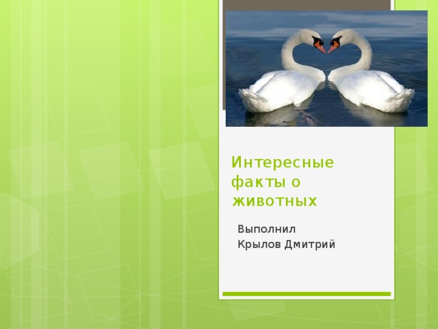  Интересные факты о животных Выполнил Крылов Дмитрий 