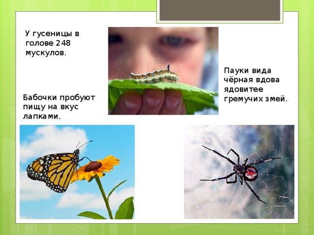 У гусеницы в голове 248 мускулов.    Пауки вида чёрная вдова ядовитее гремучих змей.   Бабочки пробуют пищу на вкус лапками.   