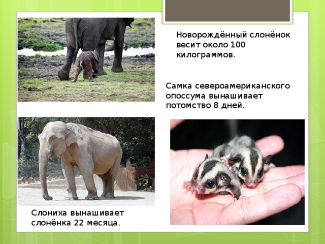 Сколько весит детеныш. Новорождённый слонёнок весит. Какое животное дольше всего вынашивает детеныша. Новорожденный Слоненок вынашивает.