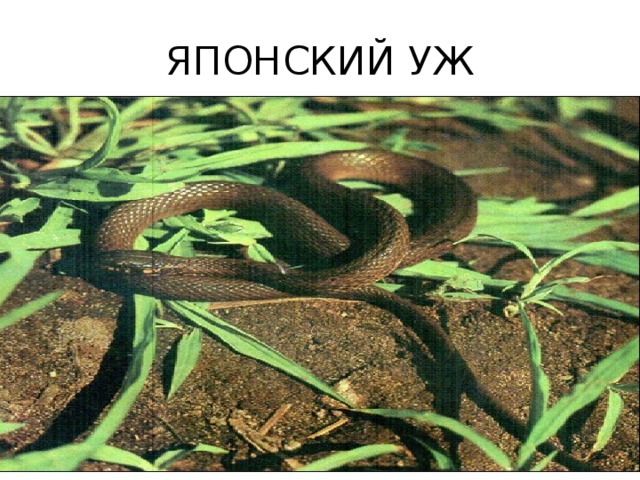 Японский уж фото