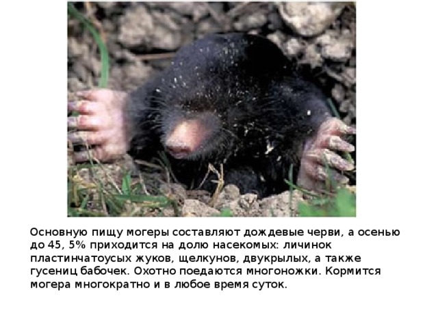 Основную пищу могеры составляют дождевые черви, а осенью до 45, 5% приходится на долю насекомых: личинок пластинчатоусых жуков, щелкунов, двукрылых, а также гусениц бабочек. Охотно поедаются многоножки. Кормится могера многократно и в любое время суток. 
