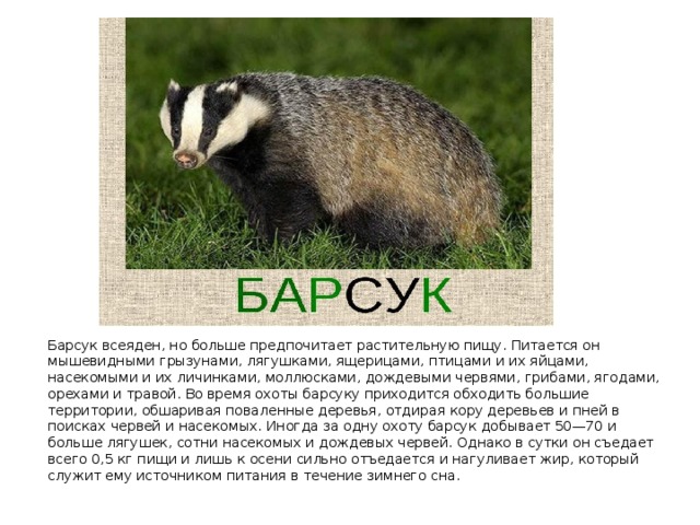 Барсук всеяден, но больше предпочитает растительную пищу. Питается он мышевидными грызунами, лягушками, ящерицами, птицами и их яйцами, насекомыми и их личинками, моллюсками, дождевыми червями, грибами, ягодами, орехами и травой. Во время охоты барсуку приходится обходить большие территории, обшаривая поваленные деревья, отдирая кору деревьев и пней в поисках червей и насекомых. Иногда за одну охоту барсук добывает 50—70 и больше лягушек, сотни насекомых и дождевых червей. Однако в сутки он съедает всего 0,5 кг пищи и лишь к осени сильно отъедается и нагуливает жир, который служит ему источником питания в течение зимнего сна. 