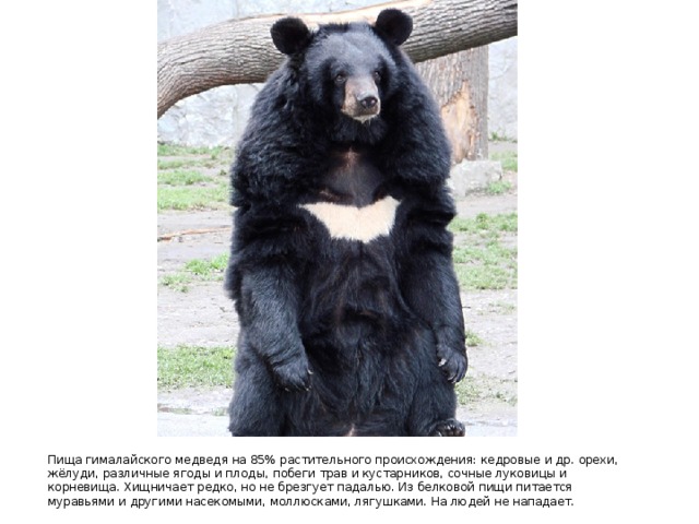 Пища гималайского медведя на 85% растительного происхождения: кедровые и др. орехи, жёлуди, различные ягоды и плоды, побеги трав и кустарников, сочные луковицы и корневища. Хищничает редко, но не брезгует падалью. Из белковой пищи питается муравьями и другими насекомыми, моллюсками, лягушками. На людей не нападает. 