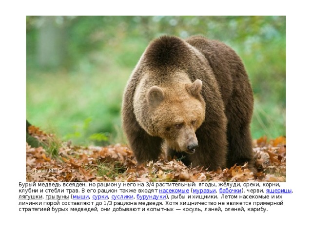 Бурый медведь всеяден, но рацион у него на 3/4 растительный: ягоды, жёлуди, орехи, корни, клубни и стебли трав. В его рацион также входят насекомые ( муравьи , бабочки ), черви, ящерицы , лягушки , грызуны ( мыши , сурки , суслики , бурундуки ), рыбы и хищники. Летом насекомые и их личинки порой составляют до 1/3 рациона медведя. Хотя хищничество не является примерной стратегией бурых медведей, они добывают и копытных — косуль, ланей, оленей, карибу. 