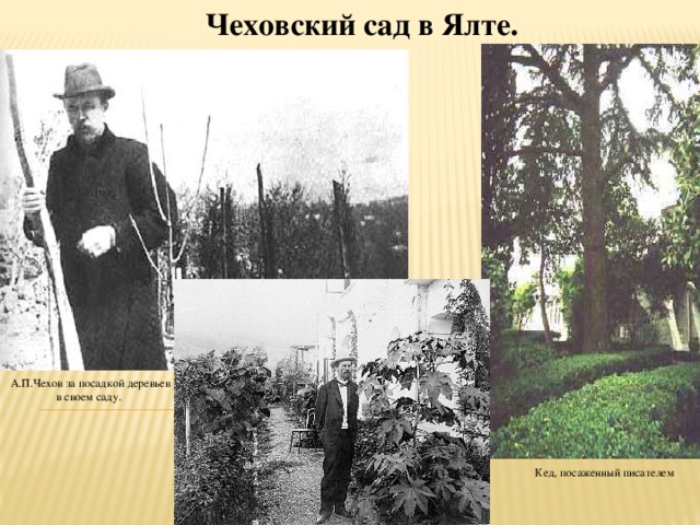 Чеховский сад в Ялте. А.П.Чехов за посадкой деревьев в своем саду. Кед, посаженный писателем 