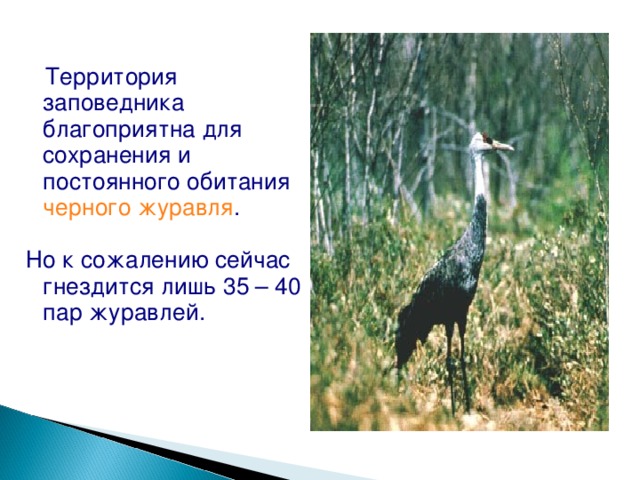  Территория заповедника благоприятна для сохранения и постоянного обитания черного журавля . Но к сожалению сейчас гнездится лишь 35 – 40 пар журавлей. 