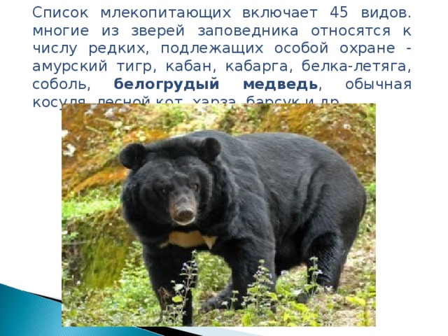 Список млекопитающих  включает 45 видов. многие из зверей заповедника относятся к числу редких, подлежащих особой охране - амурский тигр, кабан, кабарга, белка-летяга, соболь, белогрудый медведь , обычная косуля, лесной кот, харза, барсук и др. 