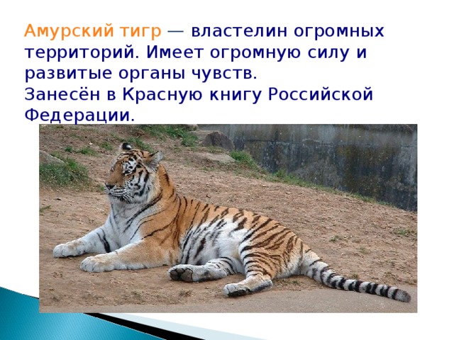 Почему амурский тигр занесен в красную книгу. Амурский тигр Властелин огромных территорий. Амурский тигр занесен в красную книгу Российской Федерации. Тигр рассада Амурский тигр. Сила удара Амурского тигра.