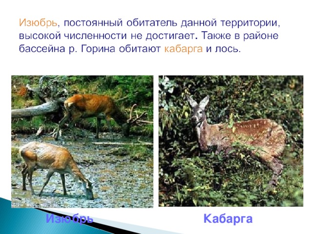  Изюбрь  Кабарга 