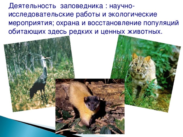 Деятельность заповедника : научно-исследовательские работы и экологические мероприятия; охрана и восстановление популяций обитающих здесь редких и ценных животных. 