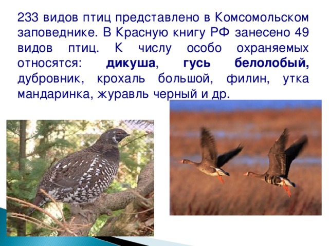 233 видов птиц представлено в Комсомольском заповеднике. В Красную книгу РФ занесено 49 видов птиц. К числу особо охраняемых относятся: дикуша , гусь белолобый, дубровник, крохаль большой, филин, утка мандаринка, журавль черный и др. 