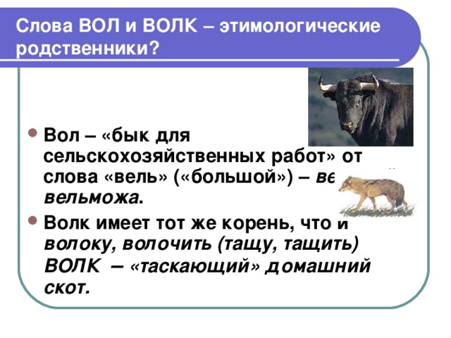Слова ВОЛ и ВОЛК – этимологические родственники? Вол – «бык для сельскохозяйственных работ» от слова «вель» («большой») – великий, вельможа . Волк имеет тот же корень, что и волоку, волочить (тащу, тащить) ВОЛК – «таскающий» домашний скот. 