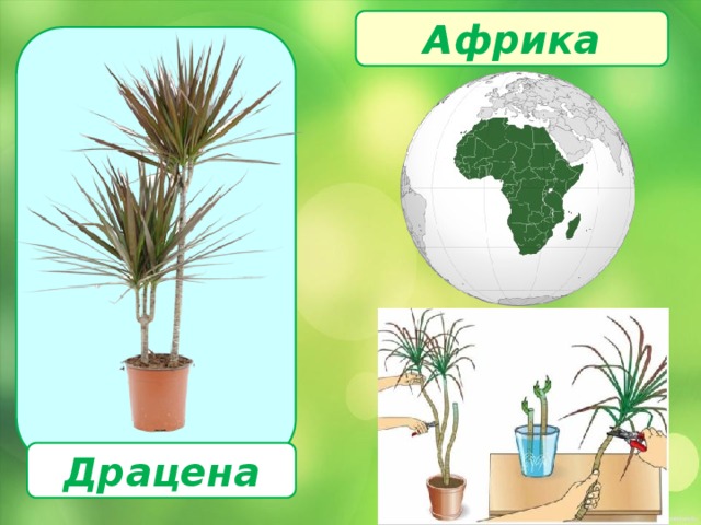 Африка  Драцена 